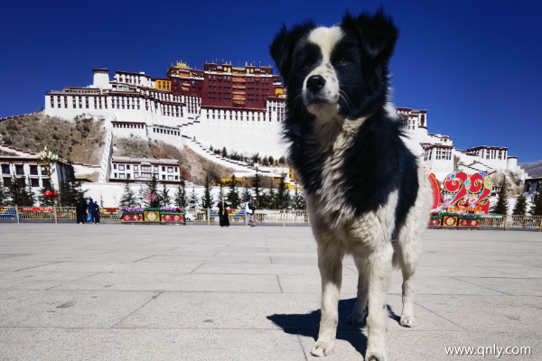 去西藏旅游多少钱