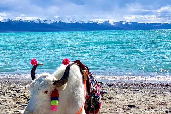 成都去西藏旅游的费用？